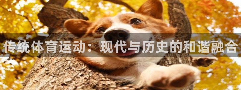 杏耀体育代理申请流程：传统体育运动：现代与历史的和谐融合